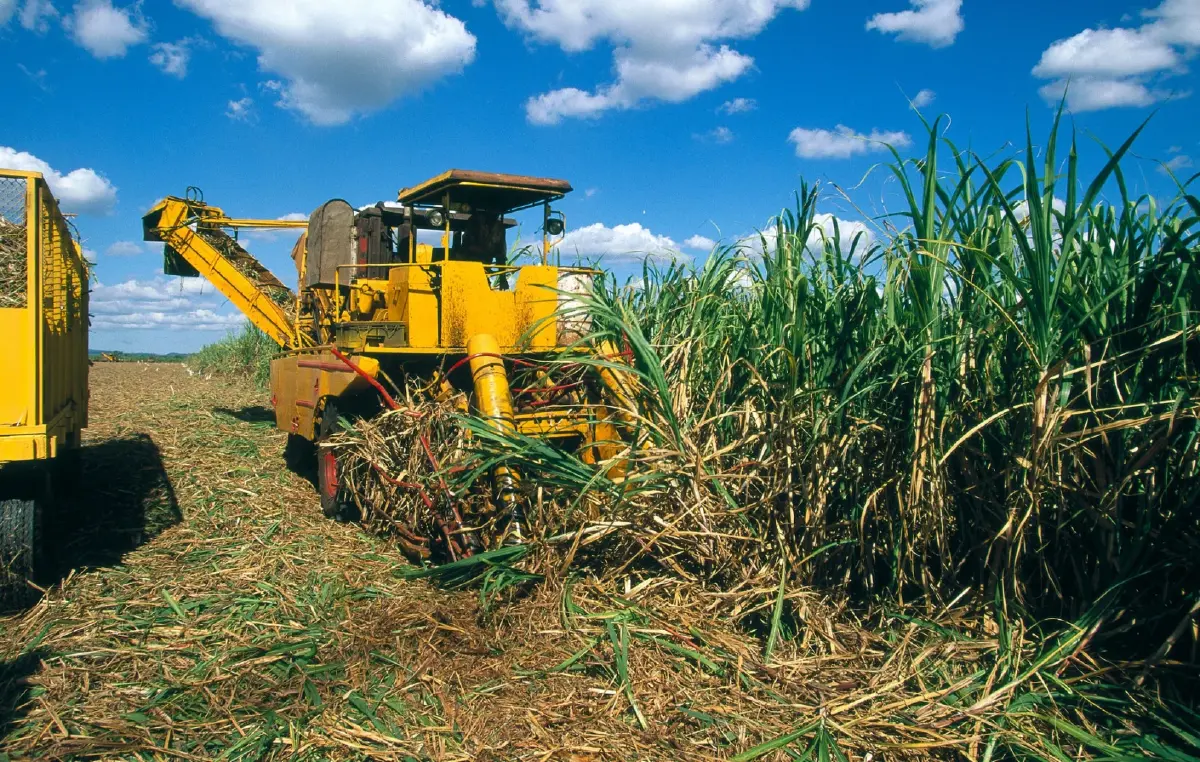 นวัตกรรมชีวภาพซินเจนทาเสนอโซลูชั่นคุมคุณภาพอ้อยทั้งระบบ