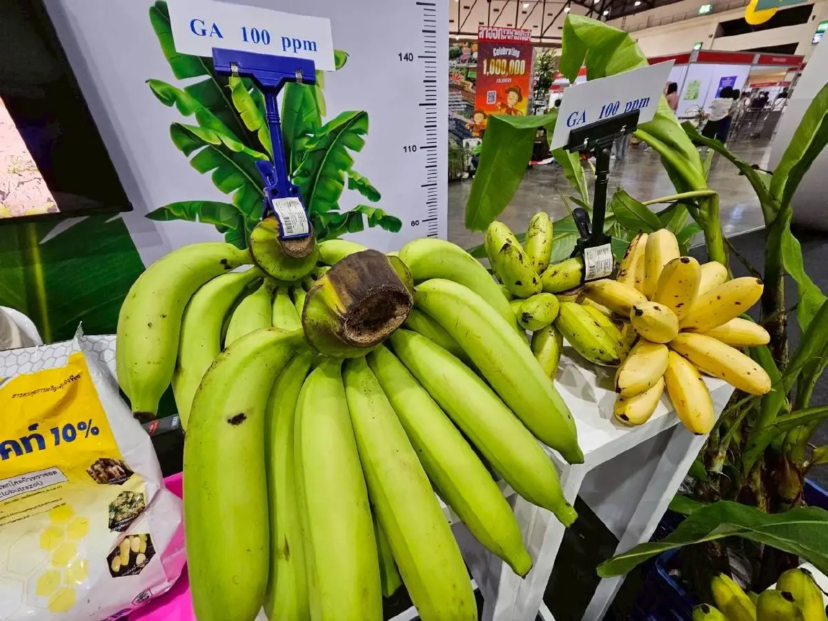 สวก. ประชุมวิชาการเกษตร 2025 ขนทัพโชว์งานวิจัยนวัตกรรมเกษตรอัจฉริยะ