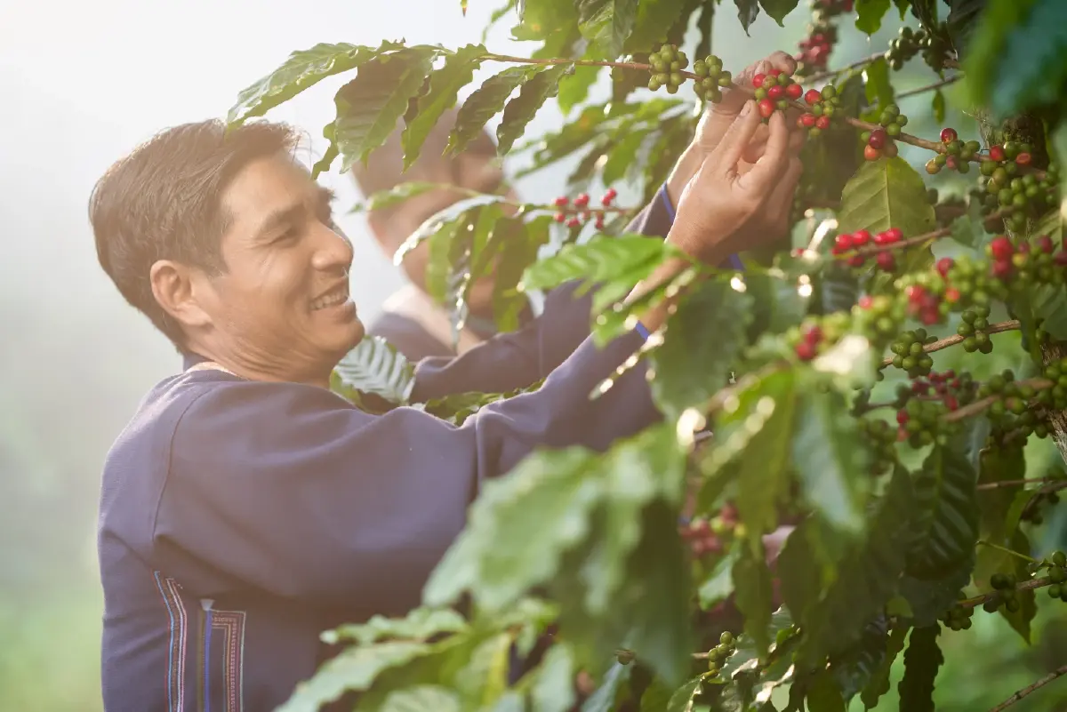 Café Amazon กับโมเดล 'กาแฟยั่งยืน' ครบวงจร หนุน เศรษฐกิจ-สิ่งแวดล้อม-สังคม