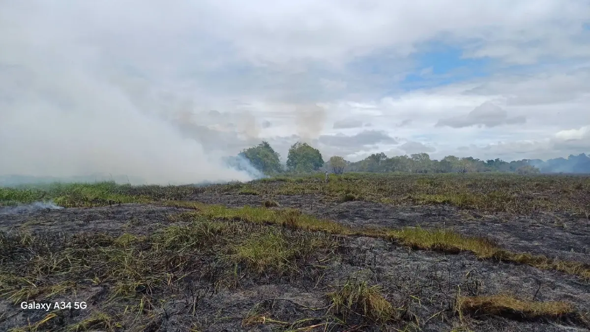 อัปเดต 'ไฟไหม้ป่าพรุ' เขตห้ามล่าสัตว์ป่าทะเลน้อย ล่าสุดคุมเพลิงได้แล้ว