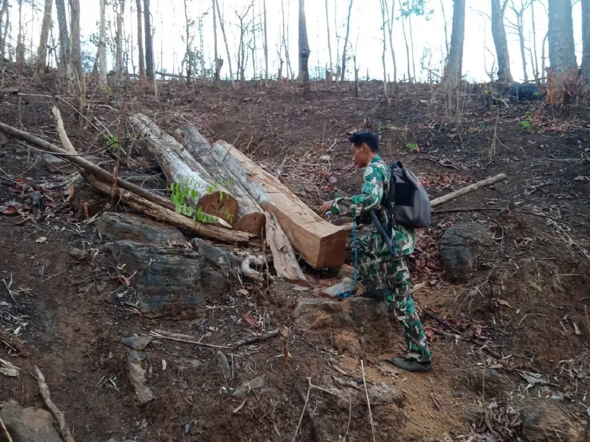 'ป่าแม่ตื่น' แหล่งไม้สักไทย ผลิดอกเหลืองสะพรั่ง ท่ามกลางแก๊งตัดไม้คุกคาม