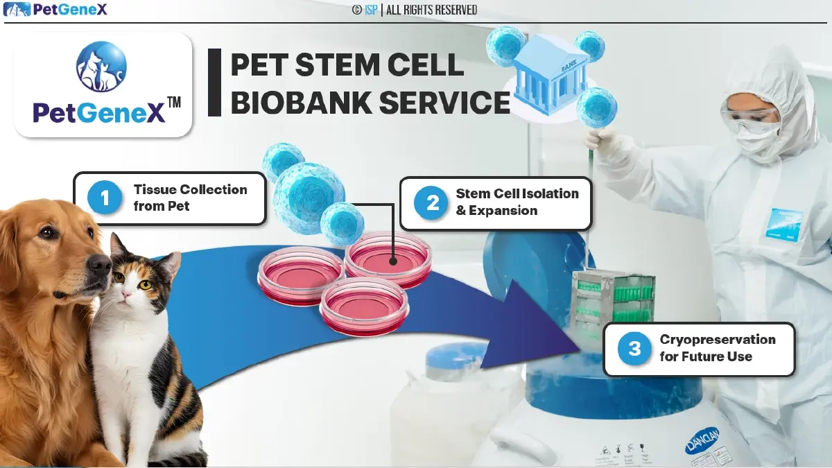 ครั้งแรกในไทย ใช้ ‘สเต็มเซลล์’ รักษา ‘สัตว์เลี้ยง’ ที่เรารัก