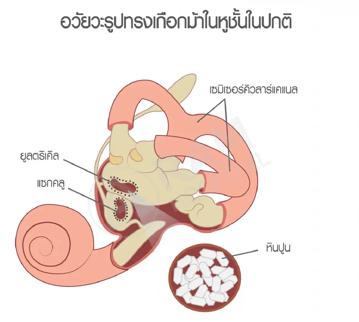 'อาการบ้านหมุน เวียนหัว' ต้นเหตุของการเกิดโรคอะไร? ได้บ้าง