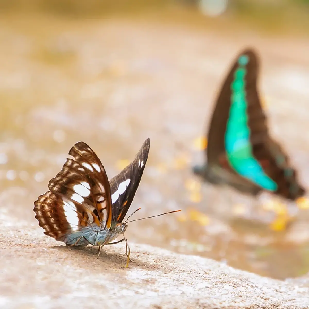 หนึ่งดวงใจในป่ากว้าง แหล่งชมผีเสื้อ 'ปางสีดา' สีสันแห่งปีกบาง