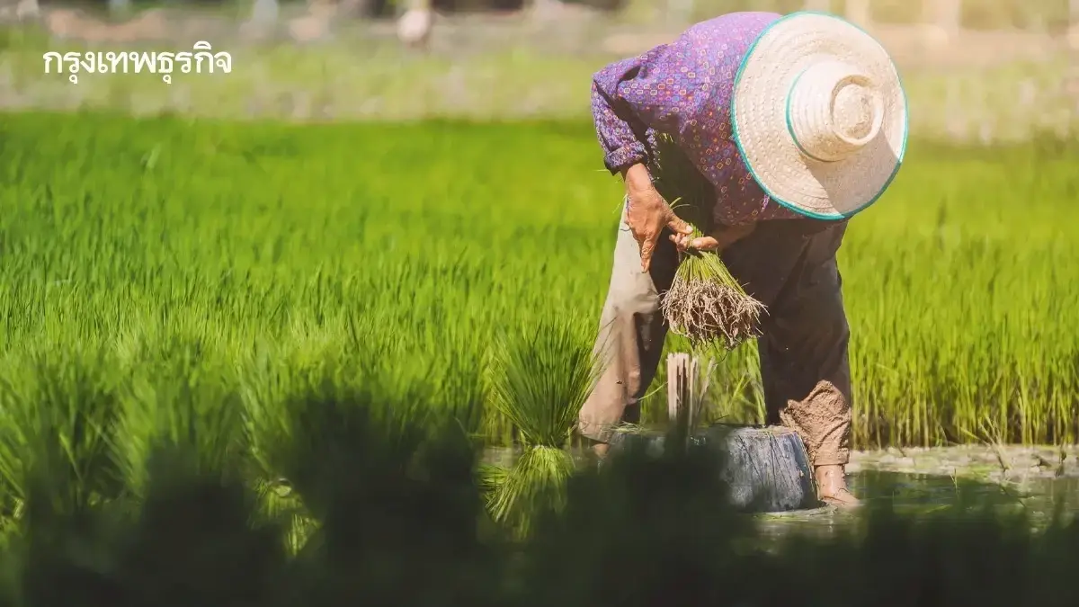 'ไร่ละ 1000' เงินเยียวยาเกษตรกร นาปี นาปรัง โอนเข้าแล้ว ใครได้บ้าง