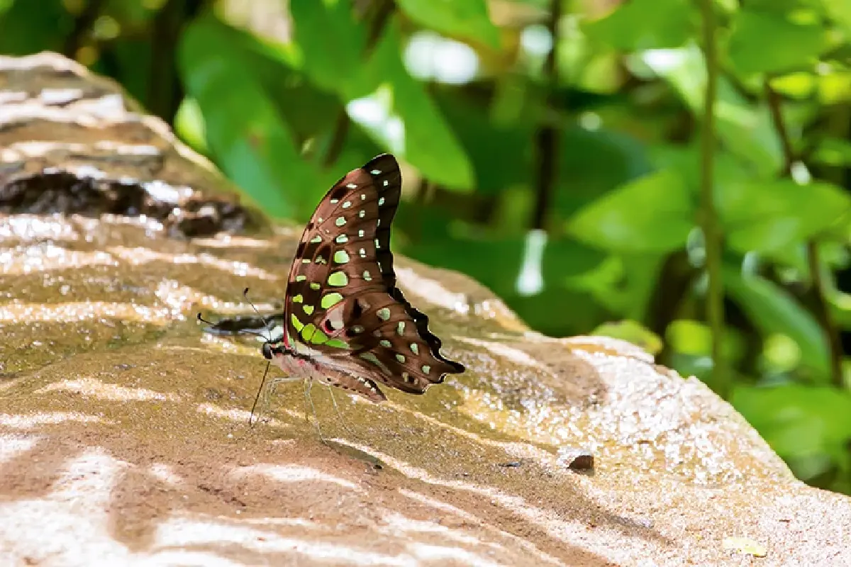 หนึ่งดวงใจในป่ากว้าง แหล่งชมผีเสื้อ 'ปางสีดา' สีสันแห่งปีกบาง
