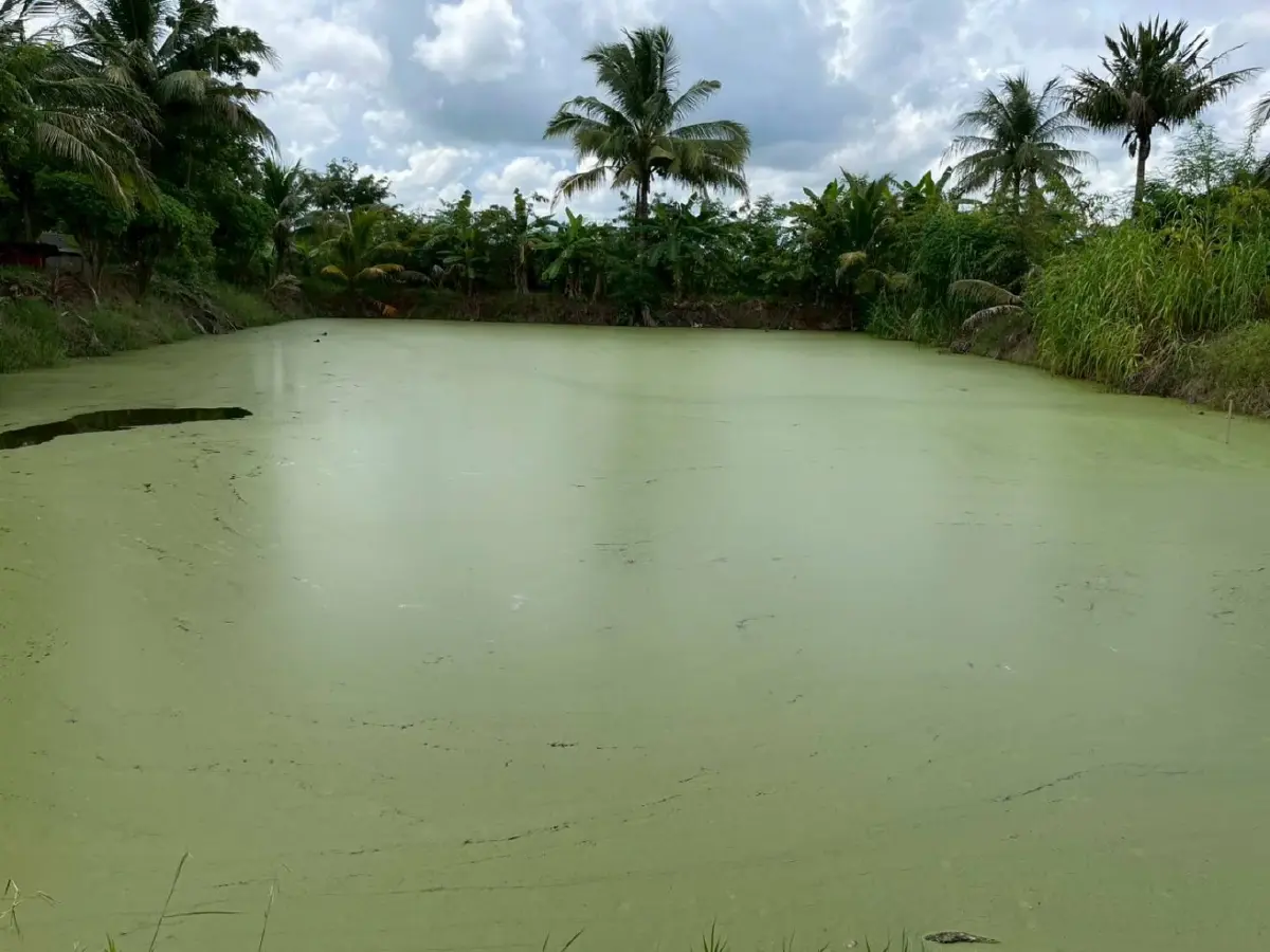 สศก. แนะเลี้ยง ‘ผำ’  สู่โปรตีนทางเลือกยุคใหม่ มูลค่าสูง