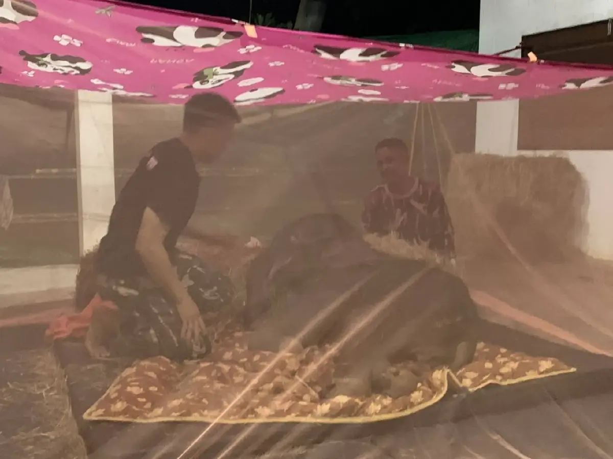 อาการล่าสุด "ข้าวต้ม" ลูกช้างป่า พลัดหลง ยังอ่อนแรง ลุกเดินไม่ได้