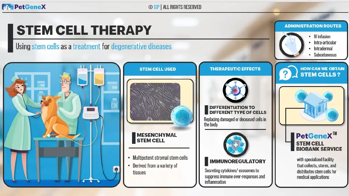 ครั้งแรกในไทย ใช้ ‘สเต็มเซลล์’ รักษา ‘สัตว์เลี้ยง’ ที่เรารัก