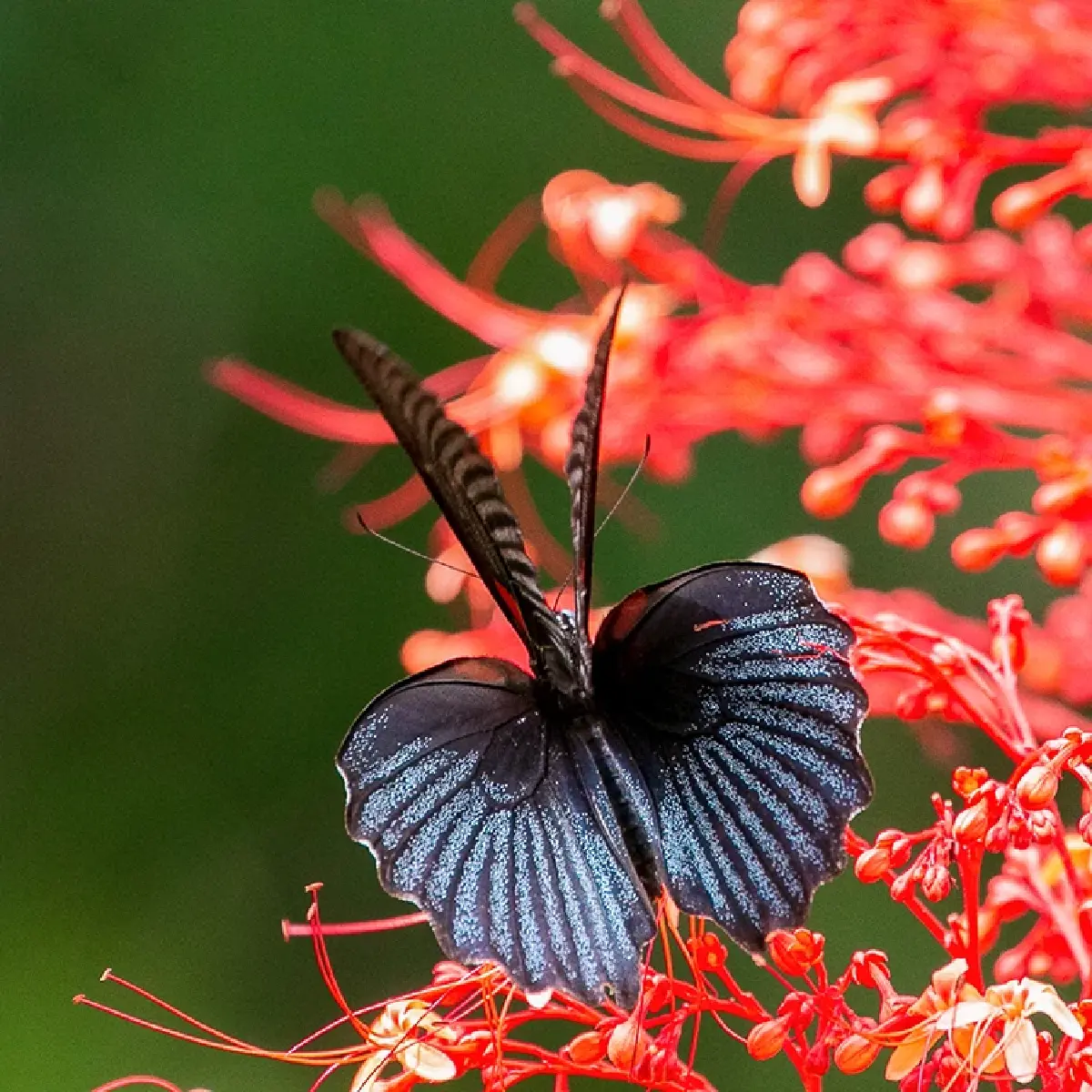 หนึ่งดวงใจในป่ากว้าง แหล่งชมผีเสื้อ 'ปางสีดา' สีสันแห่งปีกบาง