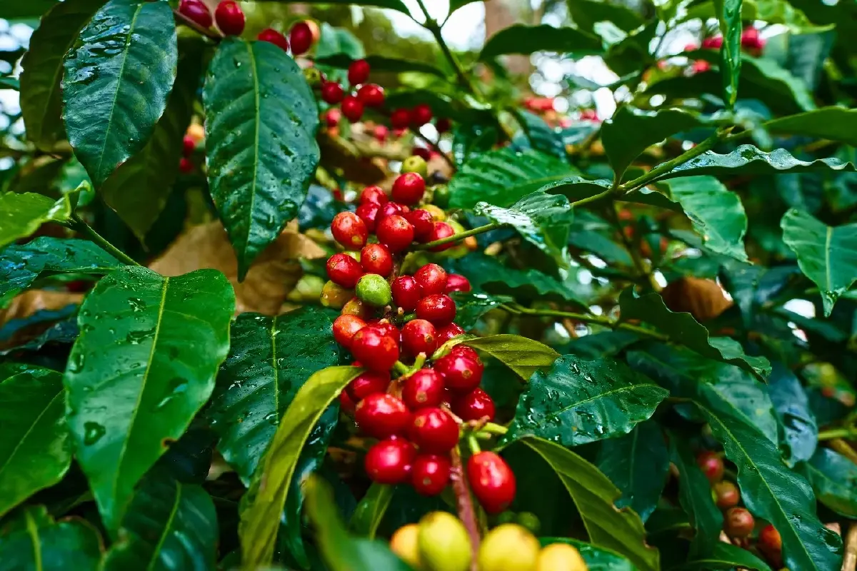 Geisha VS Gesha "คู่แฝด"กาแฟแพงสุดในโลก!