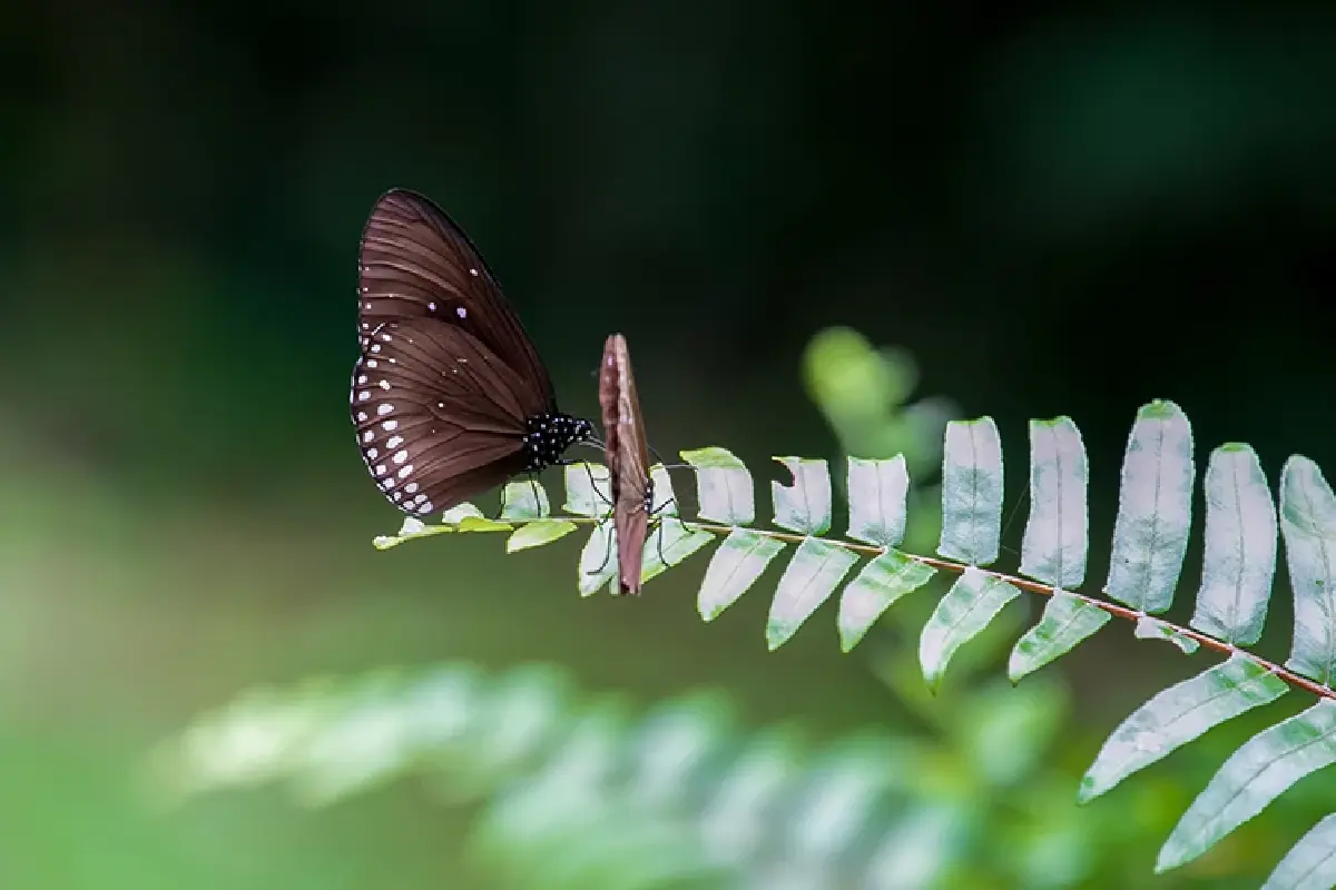 หนึ่งดวงใจในป่ากว้าง แหล่งชมผีเสื้อ 'ปางสีดา' สีสันแห่งปีกบาง