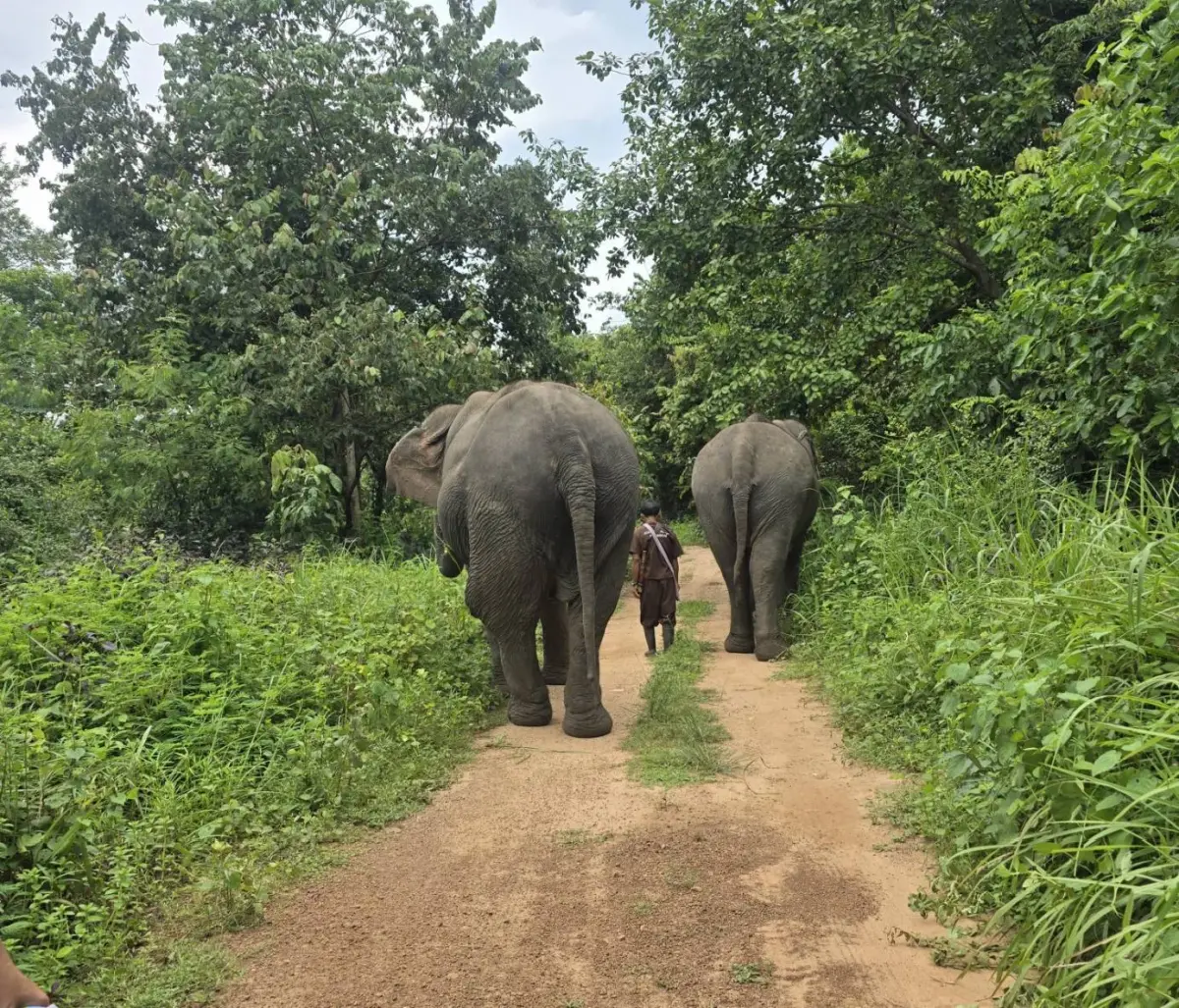 เที่ยว 'ปางช้าง' อย่างเป็นมิตร ไม่ขี่ช้าง ไม่อาบน้ำกับช้าง