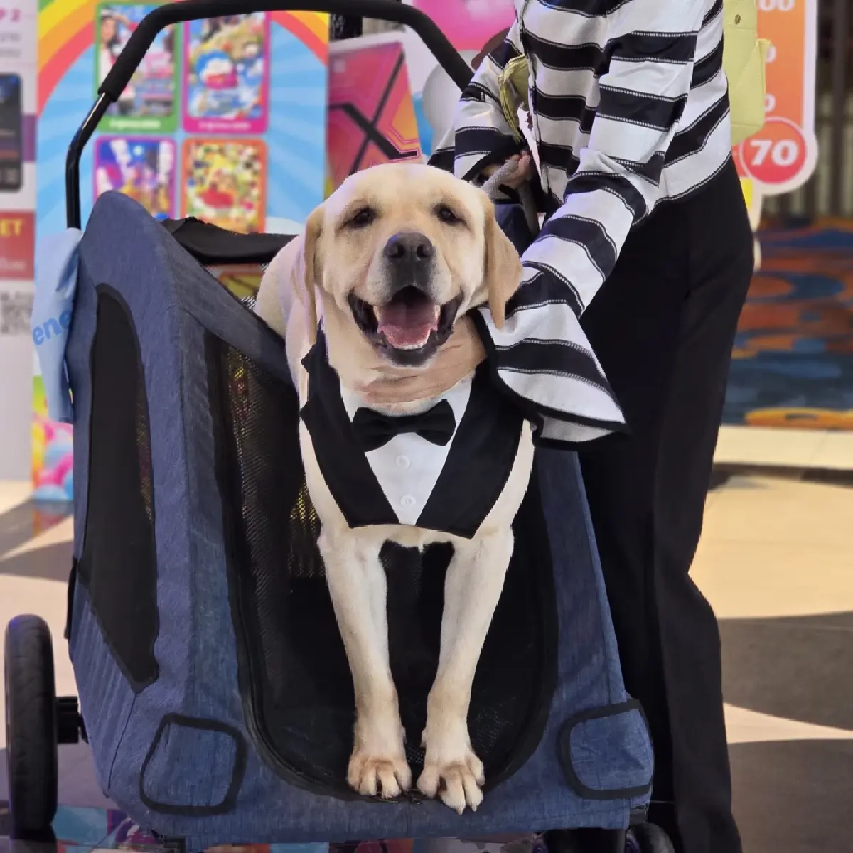 ครั้งแรกในไทย ใช้ ‘สเต็มเซลล์’ รักษา ‘สัตว์เลี้ยง’ ที่เรารัก