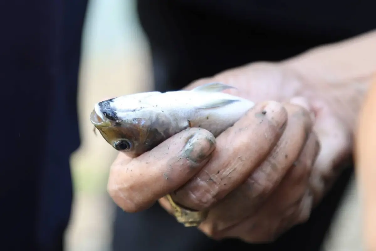 'ไบโอไทย' รับฟังข้อหาเผยแพร่ภาพเท็จกรณี 'ปลาหมอคางดำ'