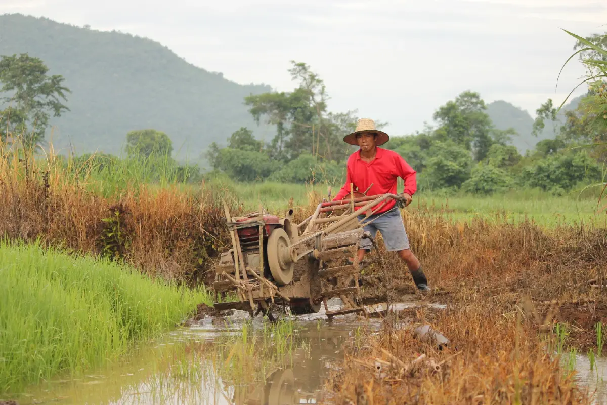 เข้าแล้ว ธกส. โอนนาปรัง - เงินช่วยเหลือชาวนา ไร่ละ 1000 เหลือกี่รอบ