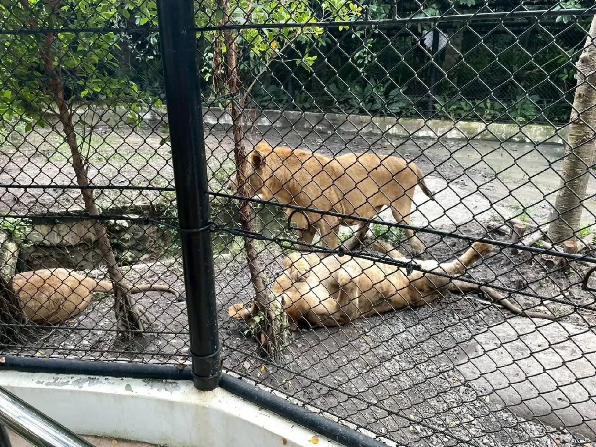 เปิดภาพ 5 สิงโต ซาฟารีเวิลด์ ถูกขังในกรง สังเกตพฤติกรรม หลังรุมขย้ำจนท.ดับ