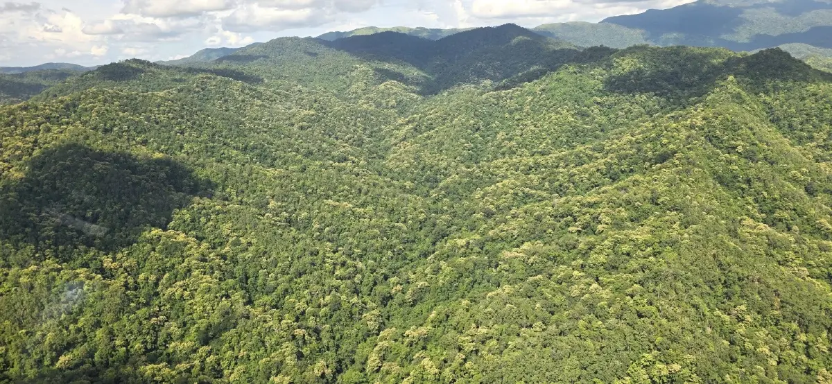 'ป่าแม่ตื่น' แหล่งไม้สักไทย ผลิดอกเหลืองสะพรั่ง ท่ามกลางแก๊งตัดไม้คุกคาม