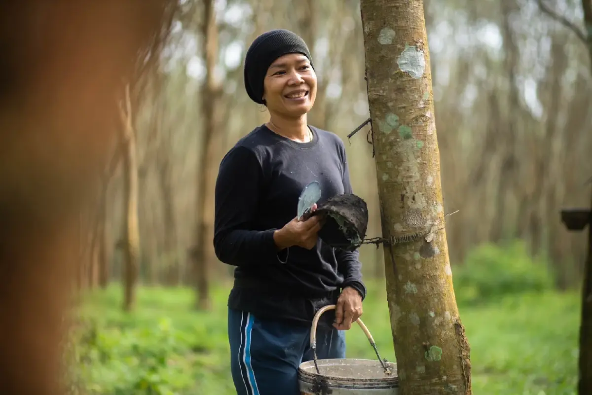 กยท. เร่งชดเชยเกษตรกรโค่นยางปลูกแทน 1.6หมื่นบาทต่อไร่