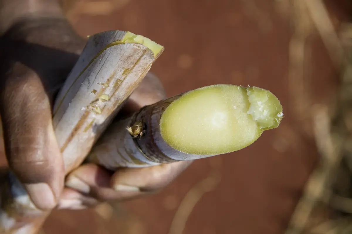 นวัตกรรมชีวภาพซินเจนทาเสนอโซลูชั่นคุมคุณภาพอ้อยทั้งระบบ