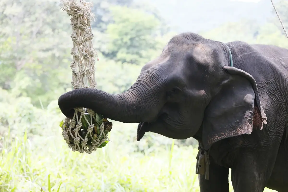 เที่ยว 'ปางช้าง' อย่างเป็นมิตร ไม่ขี่ช้าง ไม่อาบน้ำกับช้าง