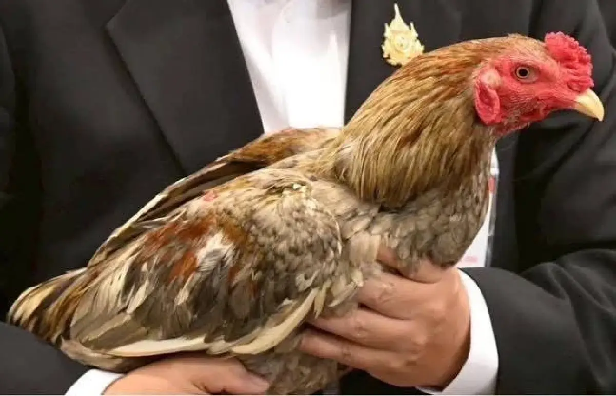 ส่งออกไก่พื้นเมืองไทย ‘Ayam Bangkok’ ไปอินโด โตต่อเนื่อง มูลค่า 4 ล้านบาท