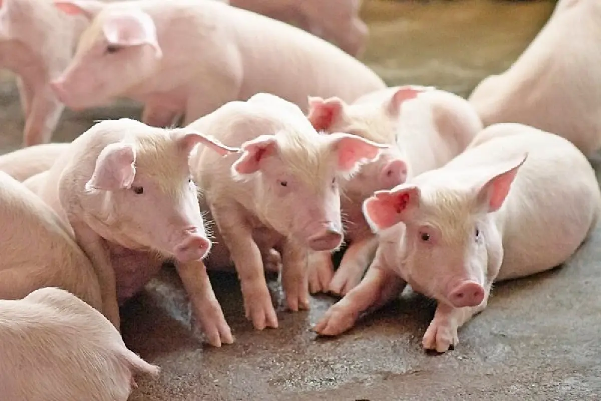 สมาคมผู้เลี้ยงสุกร ผุดมาตรการขายหมูราคาพิเศษ หวังดึงตลาดกลับสู่สมดุลหวัง