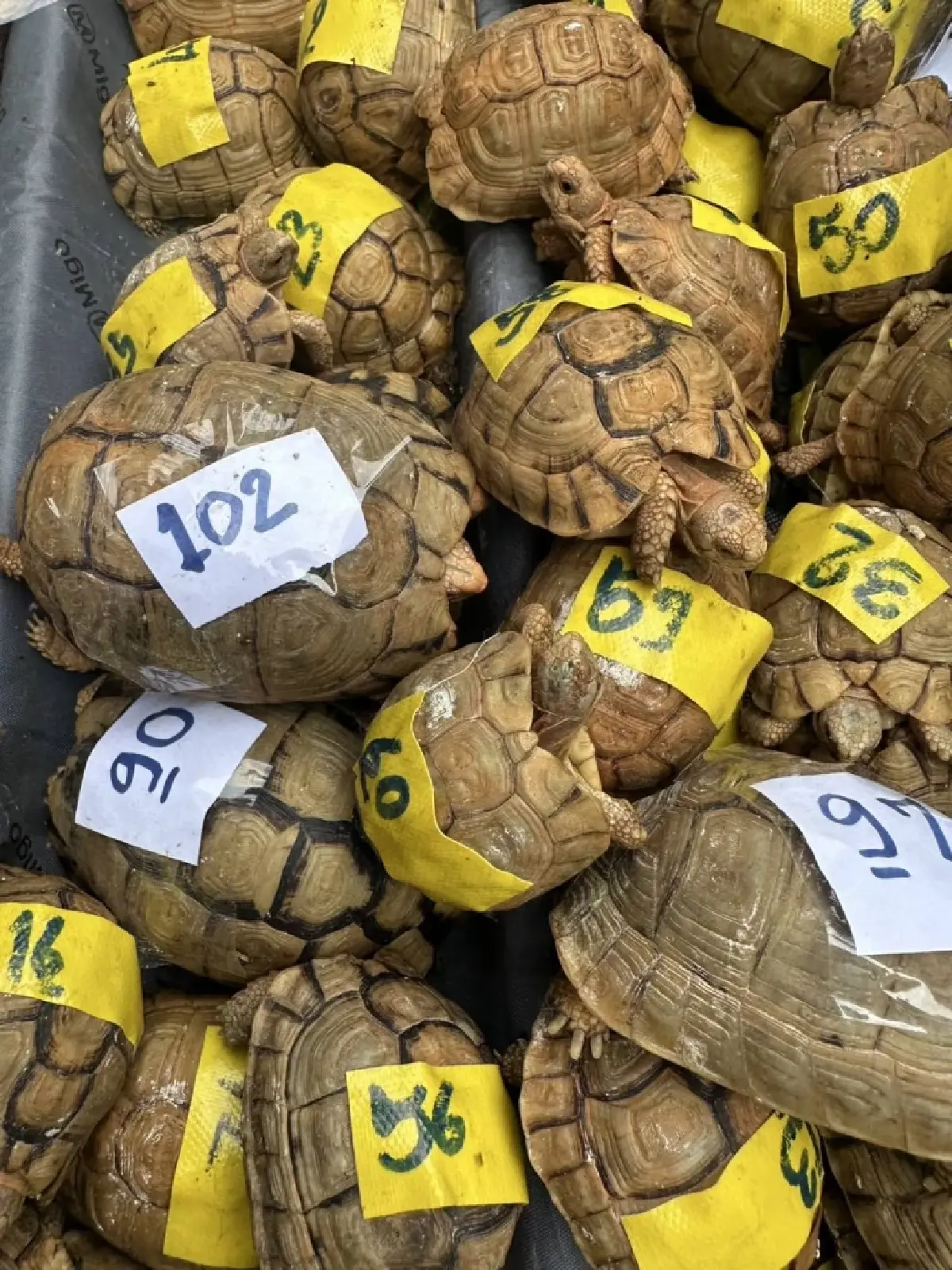 ยึด เต่าอียิปต์ 187 ตัว คาสุวรรณภูมิ ซุกกระเป๋าเดินทางเตรียมส่งไปลาว