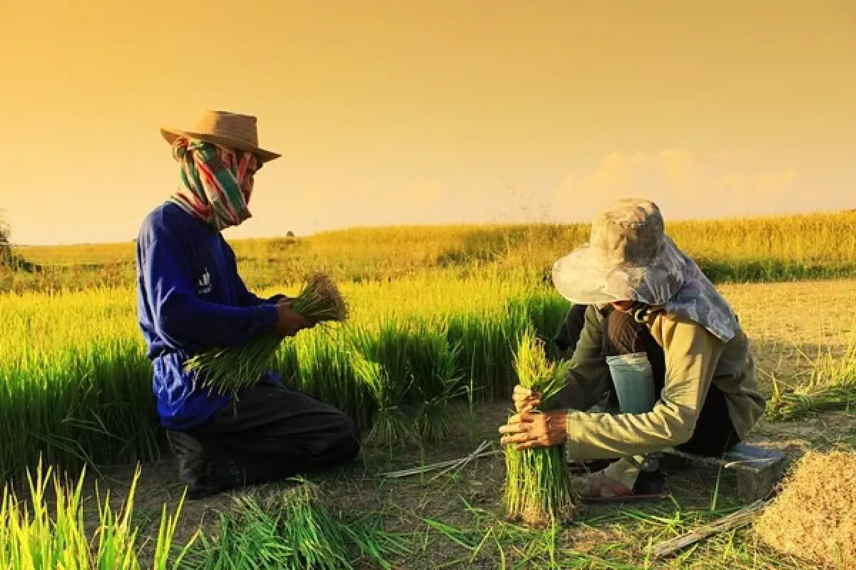 ชาวนา”ห่วง“การเมือง”ป่วนรัฐไร้แผนดูแล   ผวาอินเดียเทข้าว20ล้านตันทำราคาดิ่งหนัก
