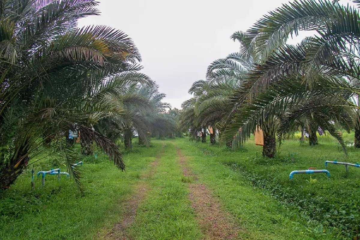 หนึ่งดวงใจในป่ากว้าง แหล่งชมผีเสื้อ 'ปางสีดา' สีสันแห่งปีกบาง