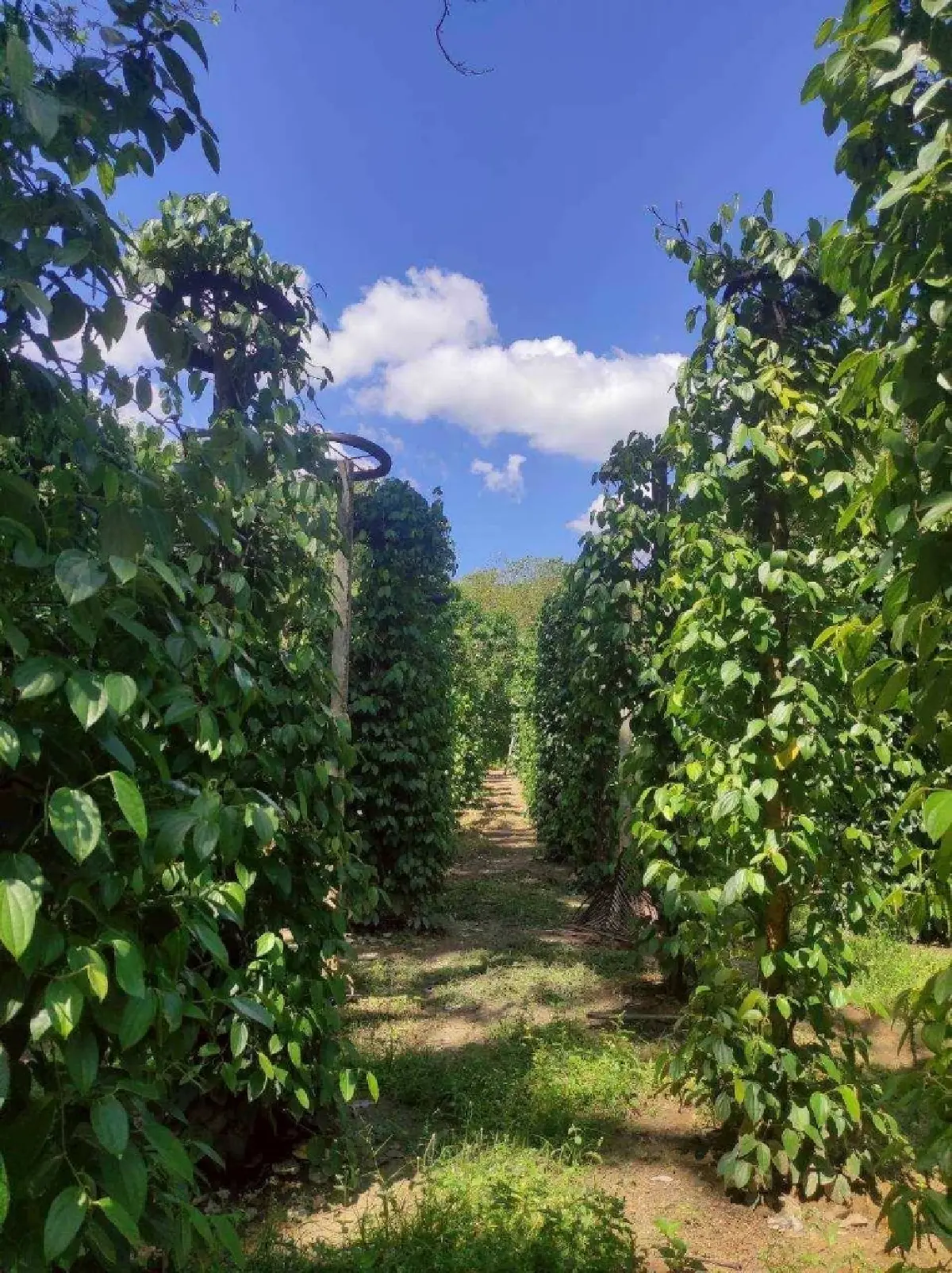 พริกไทย ราคาดีต่อเนื่อง ตลาดต้องการ สศก. หนุน ขึ้นแท่นพืชเศรษฐกิจ