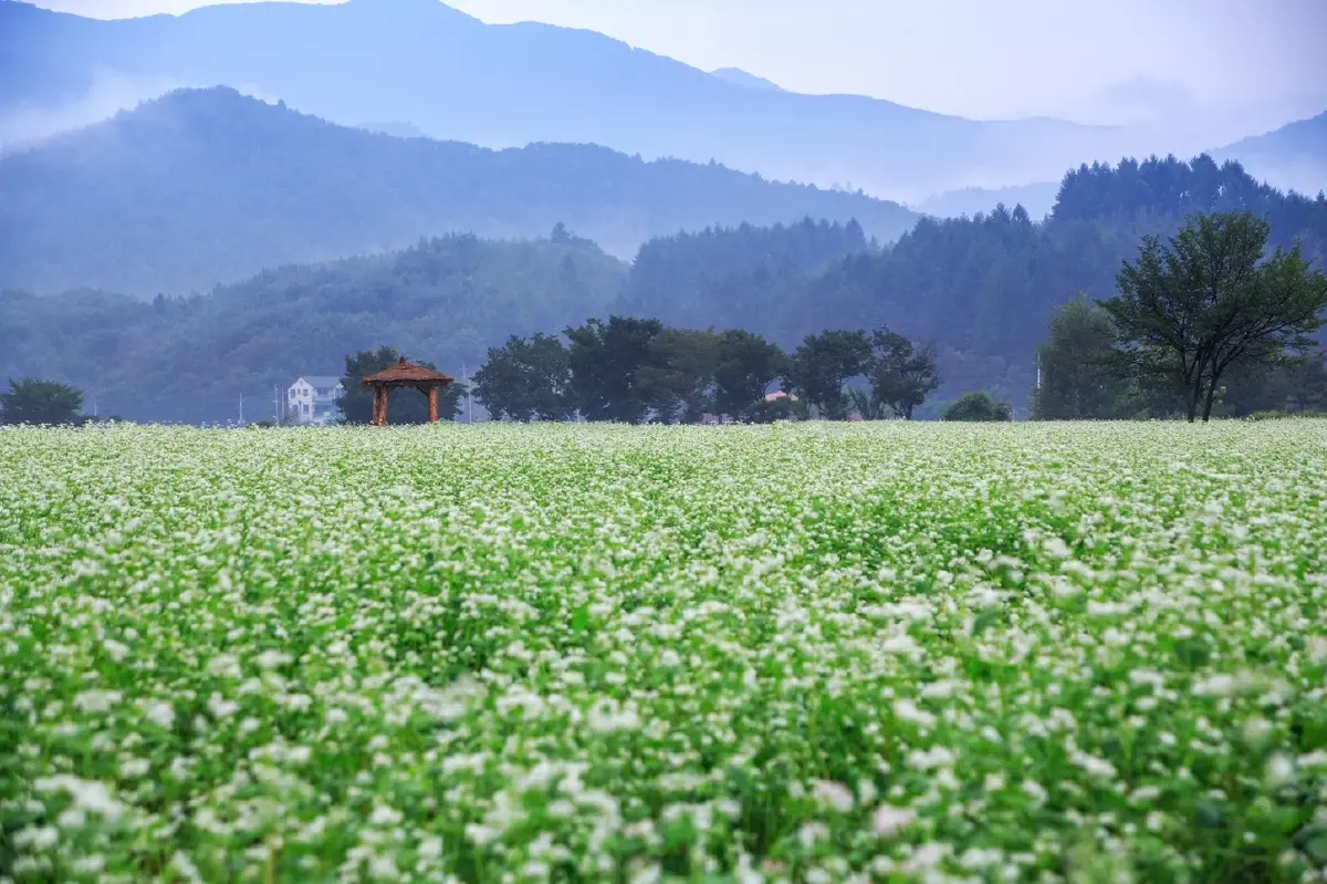 ท่องเที่ยวชนบทมาแรง คนอยากฮีลใจ!  ‘อโกด้า’ เผย ‘เขาใหญ่’ คว้าอันดับ 2 เมืองชนบทยอดนิยมในเอเชีย