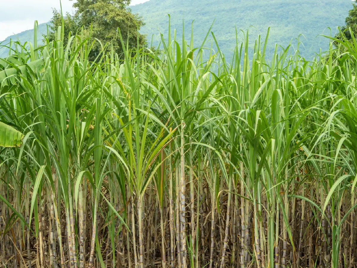 นวัตกรรมชีวภาพซินเจนทาเสนอโซลูชั่นคุมคุณภาพอ้อยทั้งระบบ