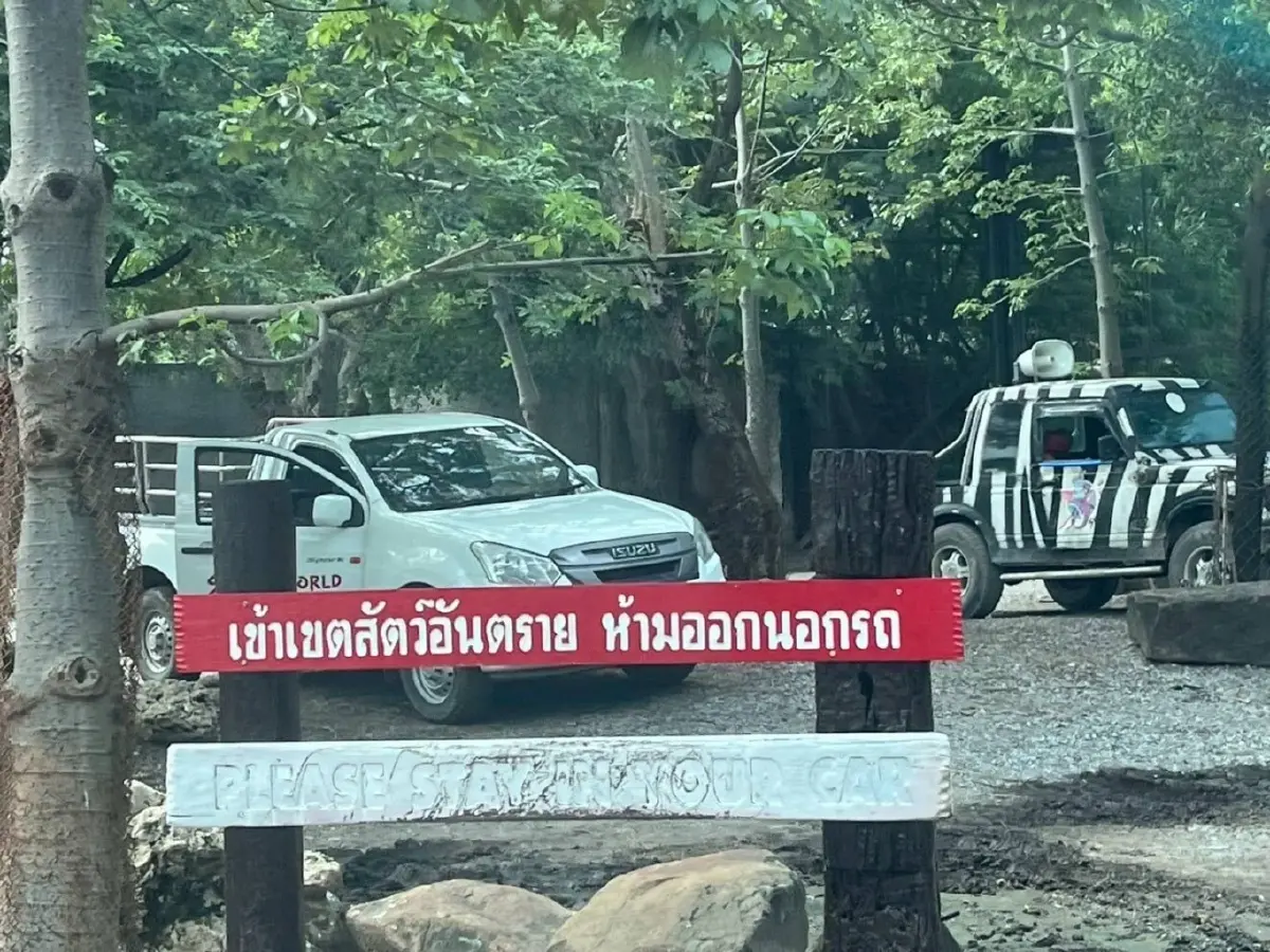 เปิดภาพ 5 สิงโต ซาฟารีเวิลด์ ถูกขังในกรง สังเกตพฤติกรรม หลังรุมขย้ำจนท.ดับ