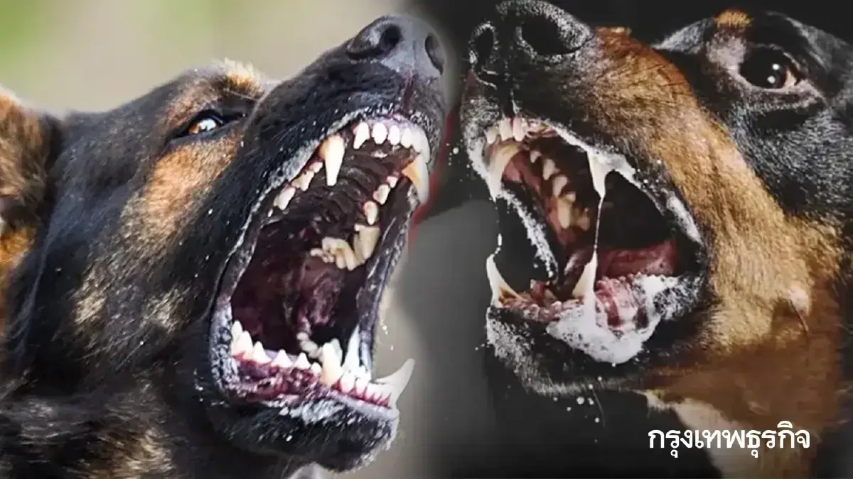 ประกาศ กทม. สมุทรปราการ เขตโรคระบาดพิษสุนัขบ้า 30 วัน ห้ามย้ายสัตว์