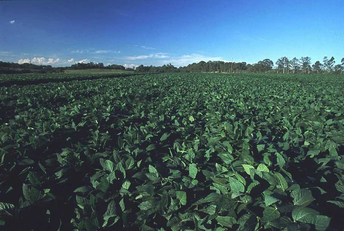 กรุงเทพโปรดิ๊วส ขยายความร่วมมือ บังกี้ ใช้บล็อกเชนตรวจย้อนกลับถั่วเหลือง