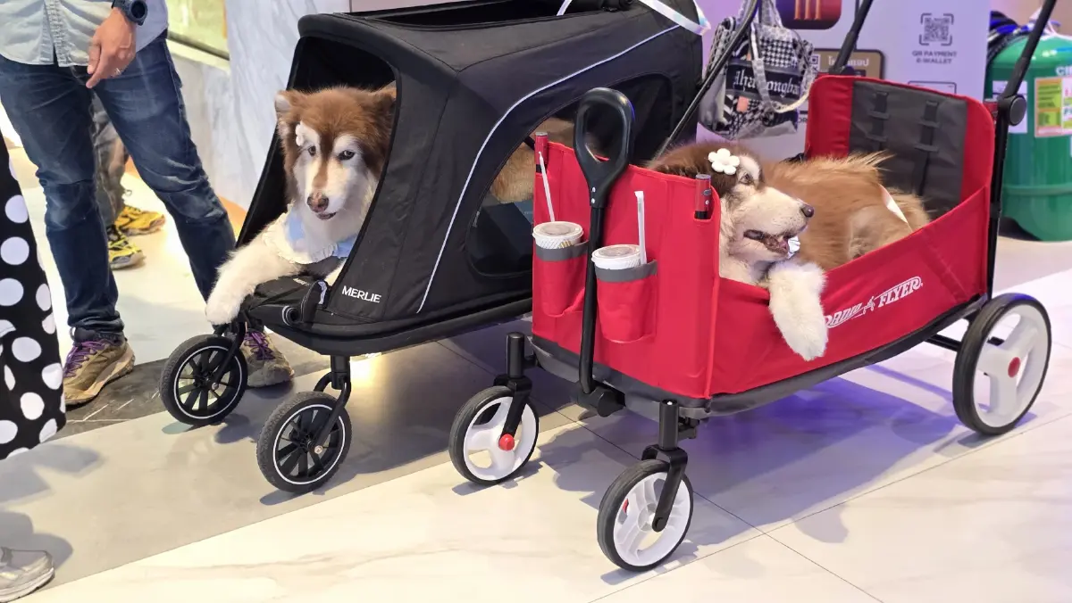 ครั้งแรกในไทย ใช้ ‘สเต็มเซลล์’ รักษา ‘สัตว์เลี้ยง’ ที่เรารัก