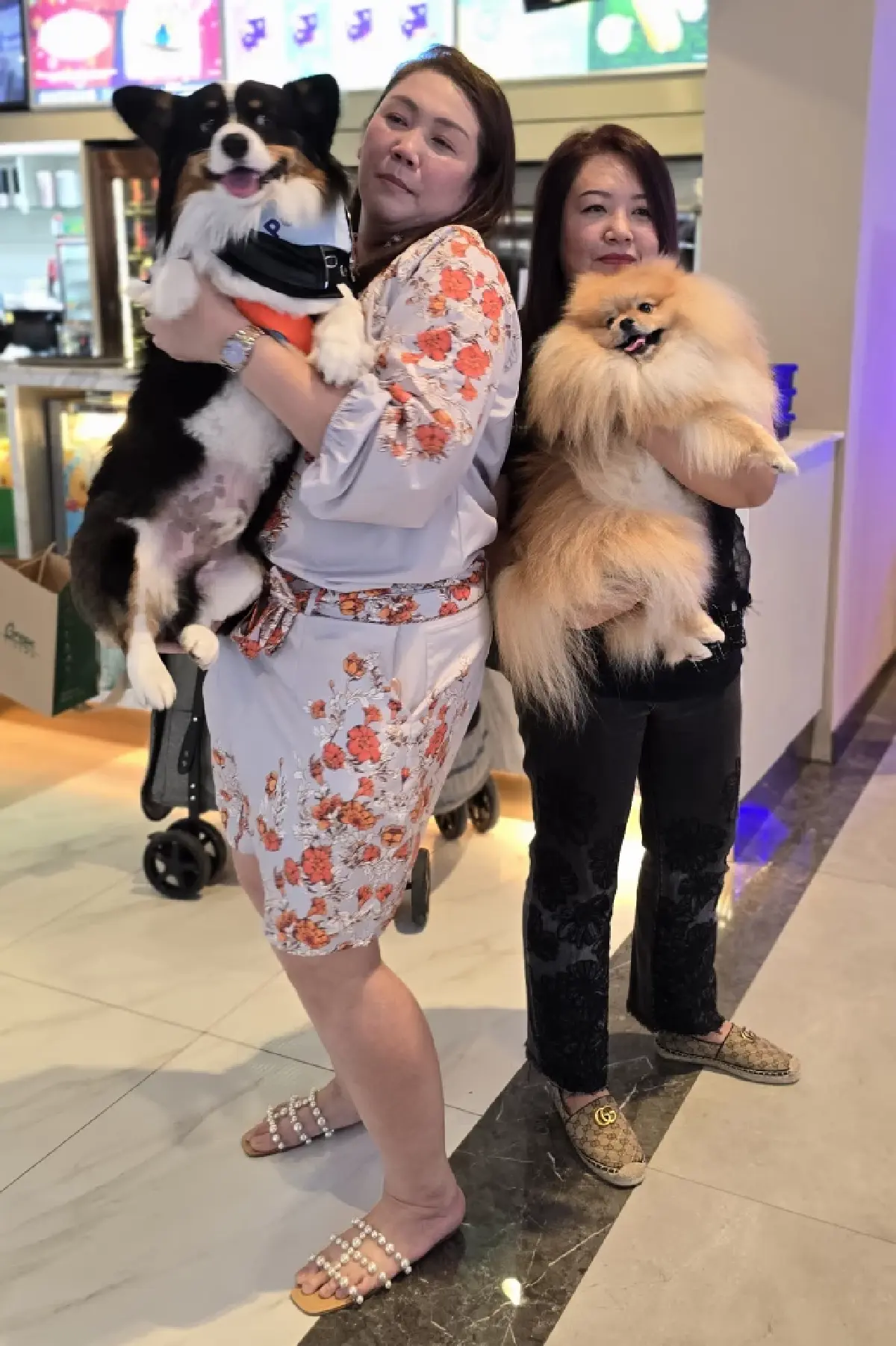 ครั้งแรกในไทย ใช้ ‘สเต็มเซลล์’ รักษา ‘สัตว์เลี้ยง’ ที่เรารัก