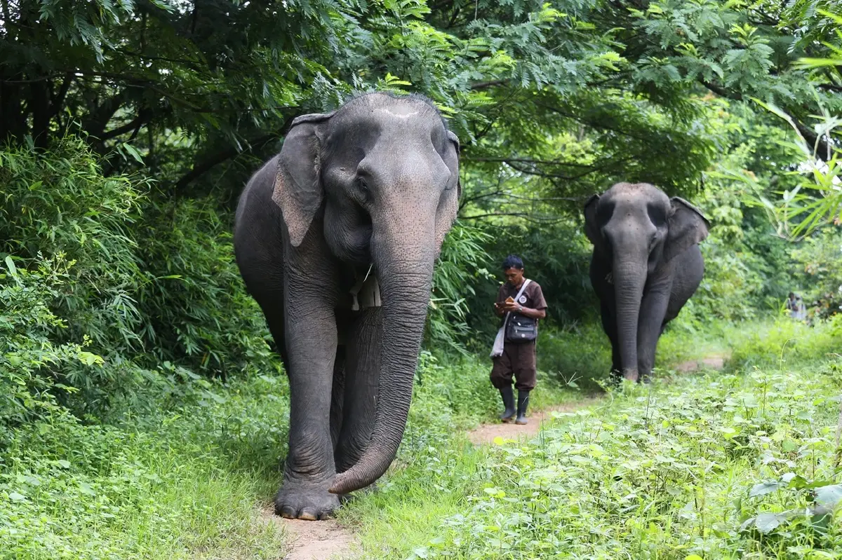 เที่ยว 'ปางช้าง' อย่างเป็นมิตร ไม่ขี่ช้าง ไม่อาบน้ำกับช้าง