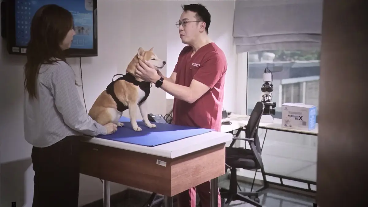 ครั้งแรกในไทย ใช้ ‘สเต็มเซลล์’ รักษา ‘สัตว์เลี้ยง’ ที่เรารัก