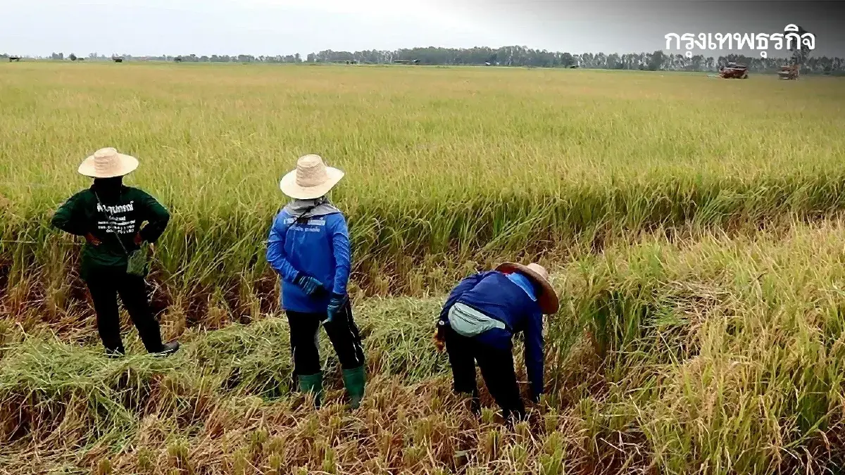 เงินไร่ละ 1,000 เข้าบัญชีอีกรอบวันไหน กำหนด ธ.ก.ส. จ่ายนาปี-นาปรัง