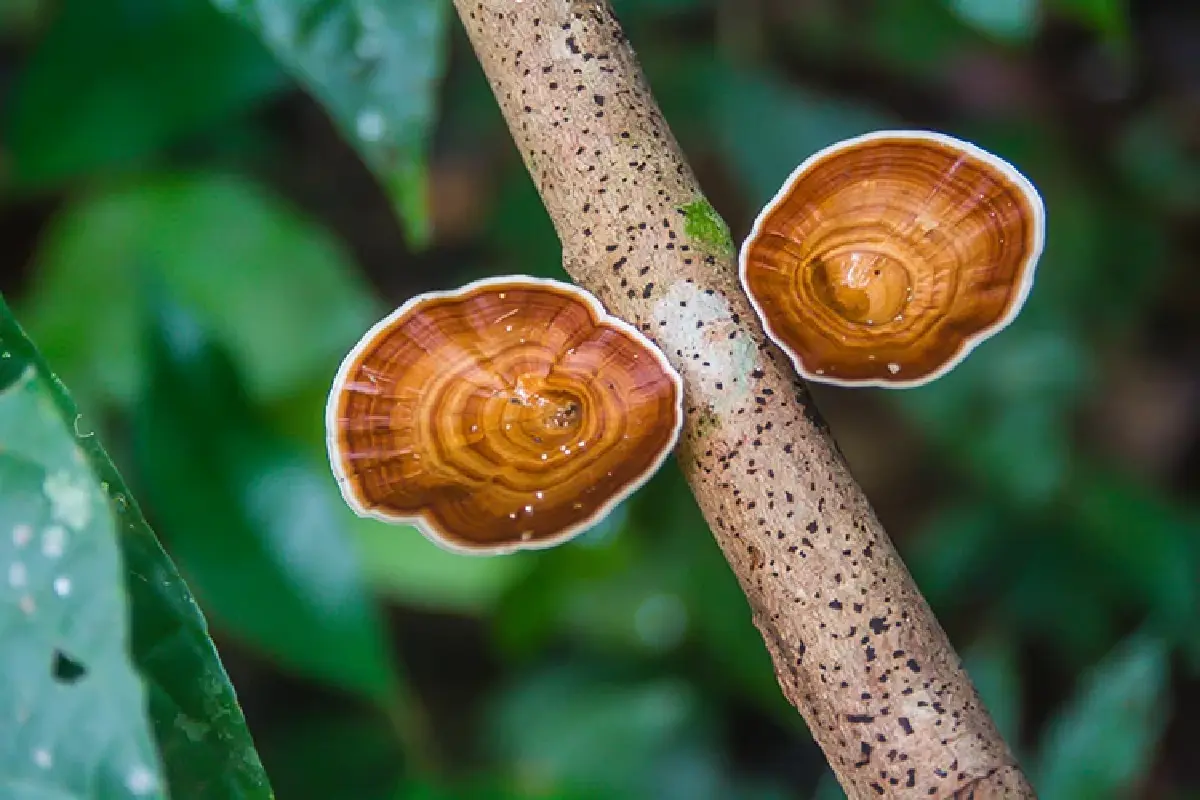 หนึ่งดวงใจในป่ากว้าง แหล่งชมผีเสื้อ 'ปางสีดา' สีสันแห่งปีกบาง