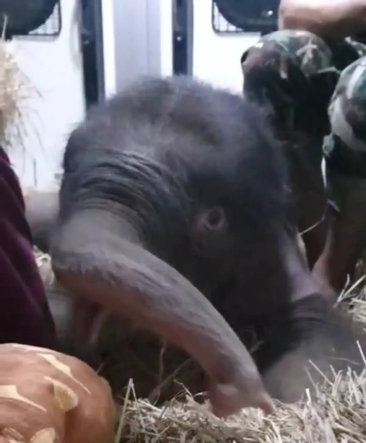 อาการล่าสุด "ข้าวต้ม" ลูกช้างป่า พลัดหลง ยังอ่อนแรง ลุกเดินไม่ได้