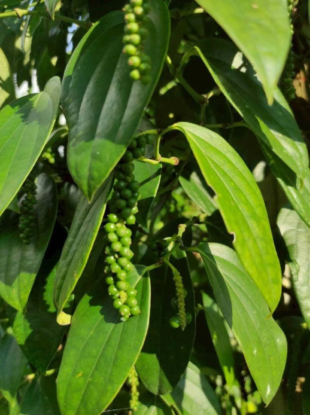 พริกไทย ราคาดีต่อเนื่อง ตลาดต้องการ สศก. หนุน ขึ้นแท่นพืชเศรษฐกิจ