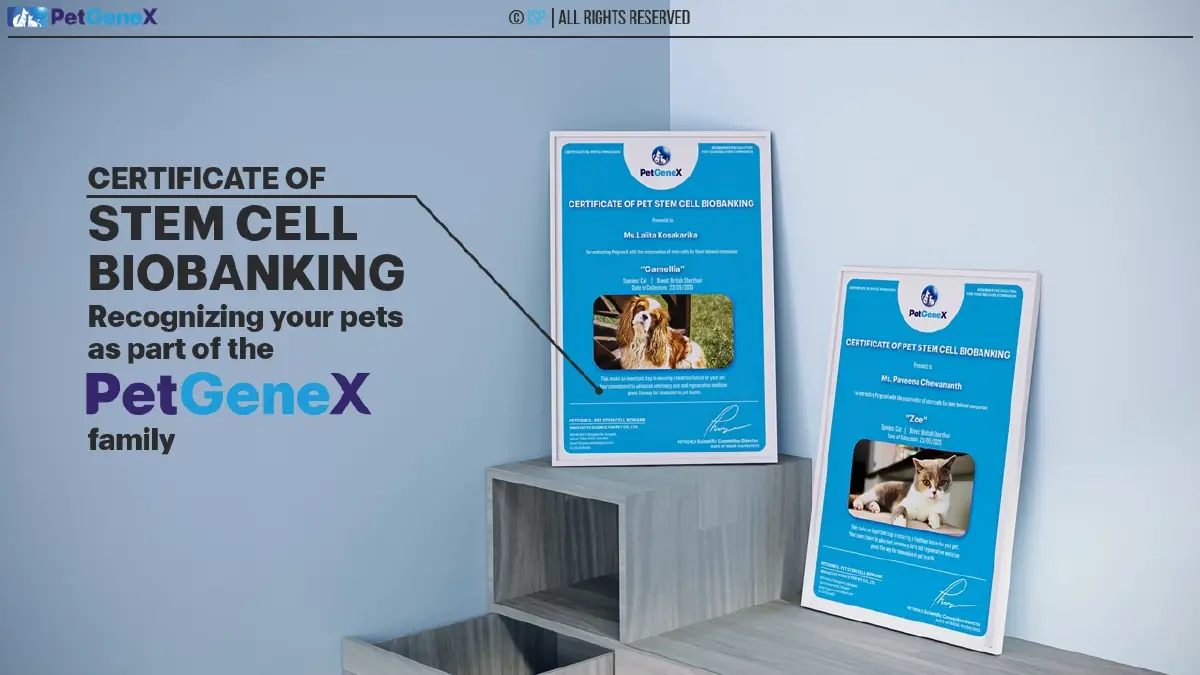 ครั้งแรกในไทย ใช้ ‘สเต็มเซลล์’ รักษา ‘สัตว์เลี้ยง’ ที่เรารัก