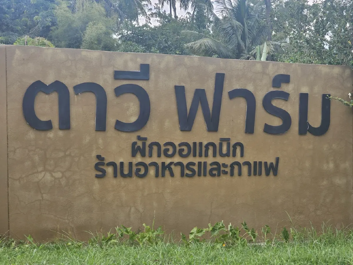 อร่อย สุขภาพดี ที่ ‘ตาวีฟาร์ม’ เขาใหญ่ ผักสดจากแปลงเก็บทุกเช้า