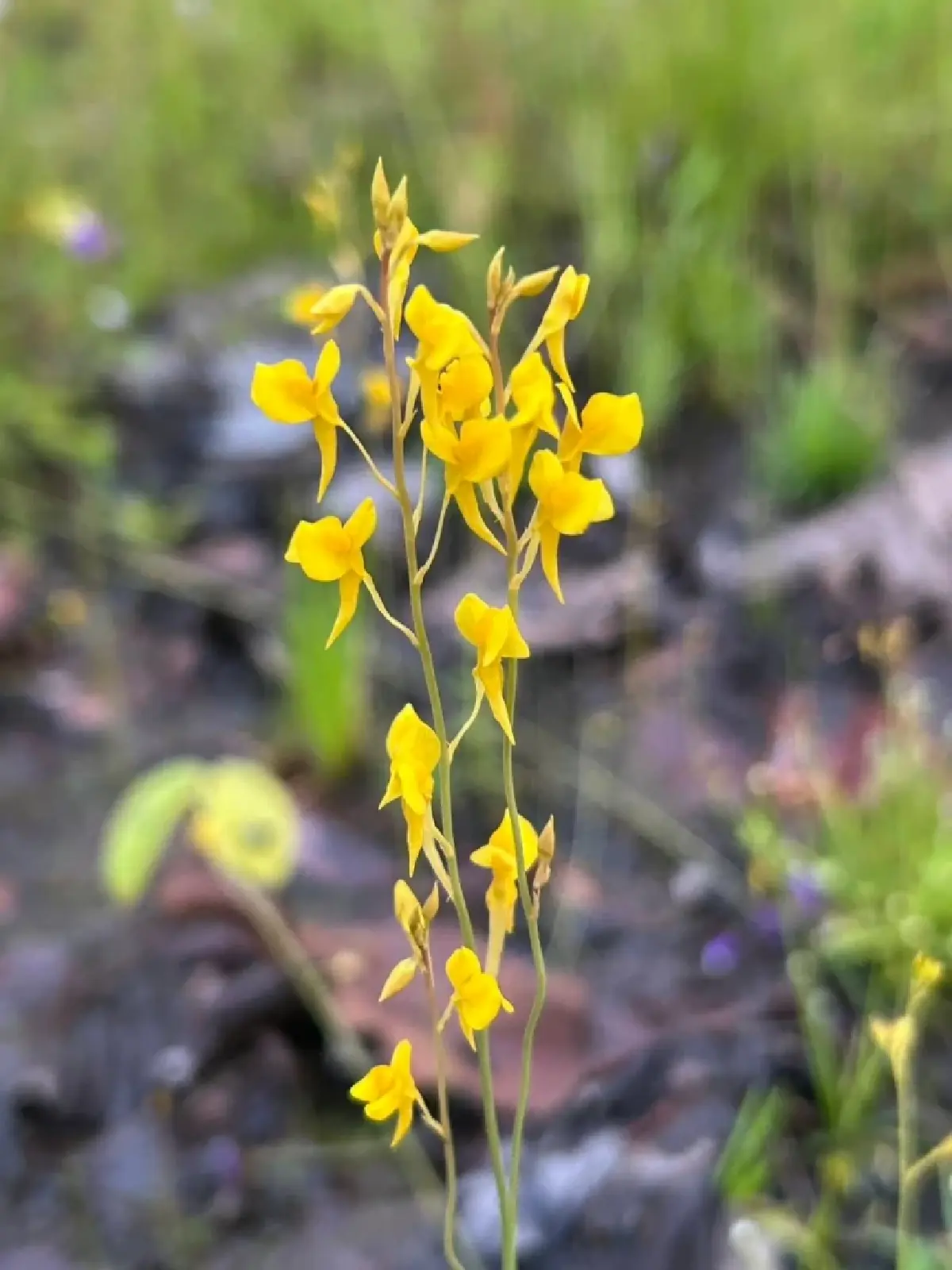 ชมความงาม "พรรณไม้พระราชทานนาม" บานสะพรั่ง ณ อุทยานแห่งชาติภูพาน