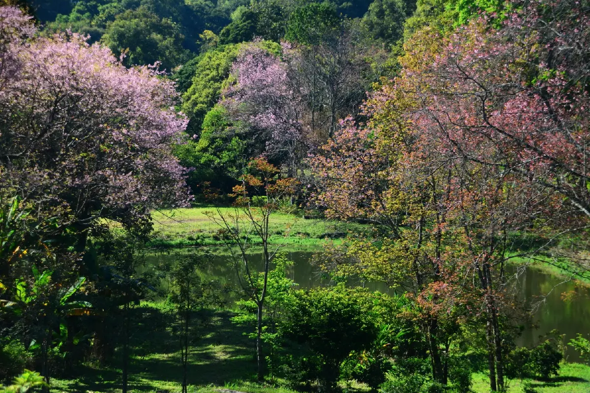 บ้านเล็กในป่าใหญ่ ฟ้าห่มปก เมื่อฟ้าปกเกล้าชาวไทยภูเขา