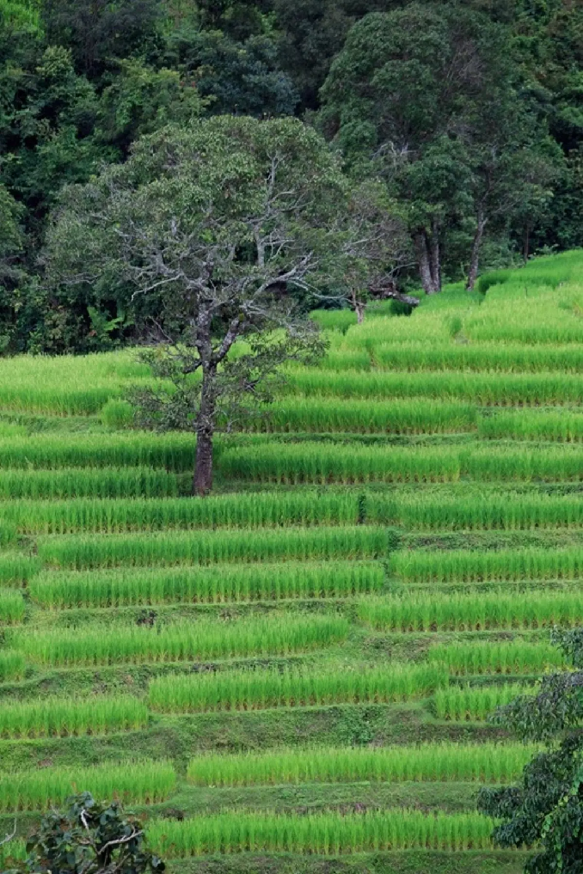 ชวนไปอาบป่า เที่ยวขุนขาน บ่อแก้ว สะเมิง ลิ้มรสอาหาร 4 ชนเผ่า