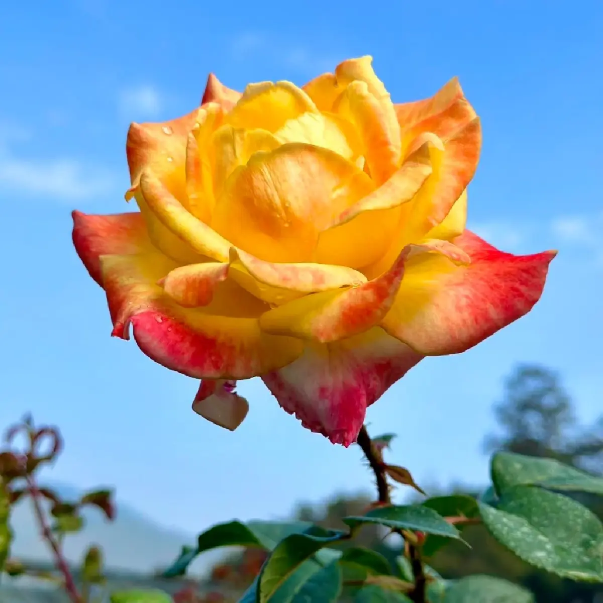 ยลโฉม บุปผาราชินี มรดกพฤกษาล้ำค่าในพระนาม "สมเด็จพระพันปีหลวง"